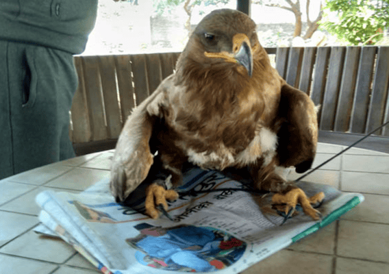 Mongolian raptor in Nepal