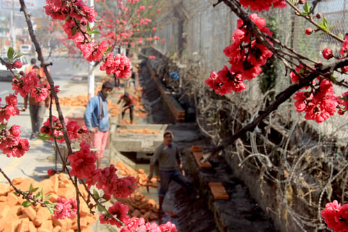 Cherry blossoms are now in full bloom in Kathmandu.