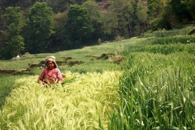 DIFFERENT COLOURS: A woman harvests wheat in terraced strips through the hillsides near Kirtipur on Monday.
