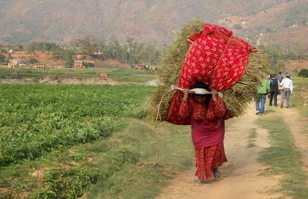 TOUGH LIFE: A woman carries load across the field in Baluwa VDC in Kavre.