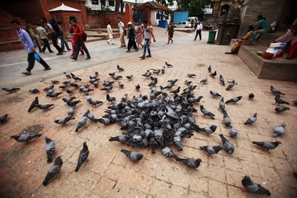 TEA TIME: Pigeons devour grains thrown by passerby at Basantapur on Monday.