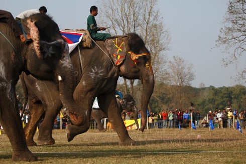 ELEPHANT RUN: Elephants take part in a race during the 10th Elephant festival in Chitwan. The five-day elephant festival began Thursday.