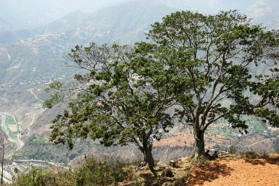 FREE A/C: Women cool off under the shade of a tree in Metwal, Kavre, on Monday.