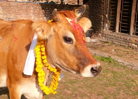 A cow is decorated with vermillion powder and flower garlands during Gai Tihar on Thursday at Kathmandu. People worship Laxmi, the goddess of wealth by paying respect to the cow.