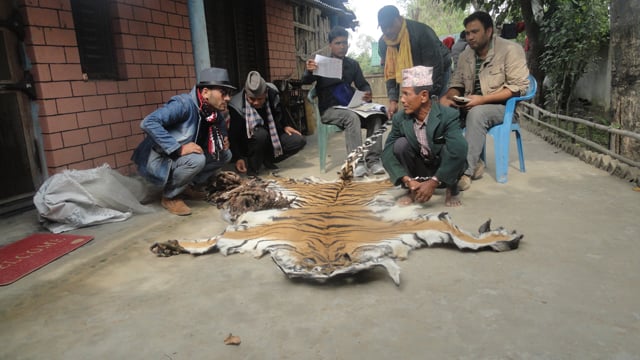 Police nab 69 year old Dambar Bahadur Gurung with a nine-feet long skin and 7.5 kg bone of a Royal Bengal Tiger in Bardia.