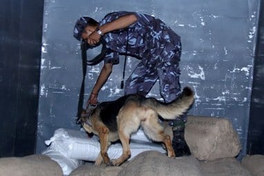 THAT SMELL: A police of Narcotics Control Bureau and his trained dog search for drugs at Tribhuvan International Airport cargo on Tuesday.