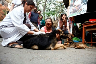 SHOTS: Gyani Deula, known as the dog mother, receives free anti rabies vaccines for her more than 20 dogs in a campaign organised at Kamaladi on Tuesday.