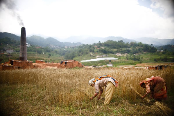 Farmers harvest wheat in Lele, Lalitpur on Friday.