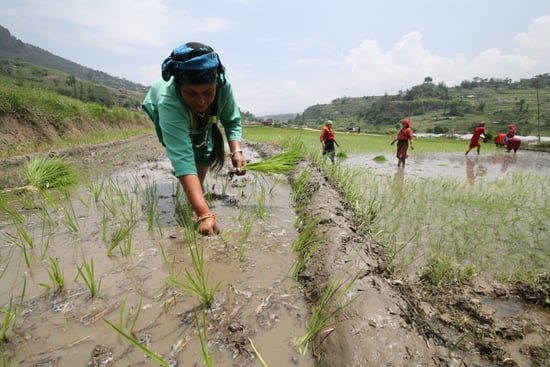 A woman plants rice seedlings in a paddy field at Pharping on Wednesday.