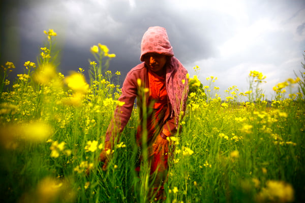 35-year-old Sankhabati Dangol working in the mustard fields of Khokana in Lalitpur on Monday.