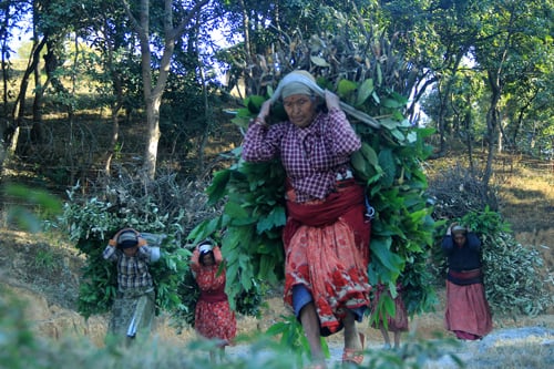 Local women returning home after collecting fuel wood from Suryabinayak forest in Bhaktapur on Tuesday