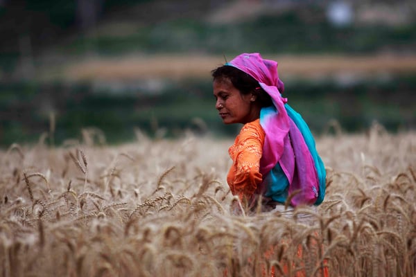HARD WORK: A woman harvests wheat at Nalinchok, Bhaktapur on Sunday morning.