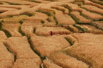 FIELDS OF GOLD: A woman separates the wheat harvest in a field in Bhaktapur on Tuesday.