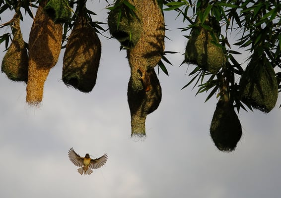 Weaver birds build their nest on a bamboo tree near Lalitpur on Thursday.The birds are known for their elaborate nests.