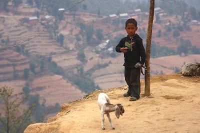 LIVING IN THE EDGE: A boy plays with his toy near goats reared by his family in Patlegaun, Kavre on Sunday.