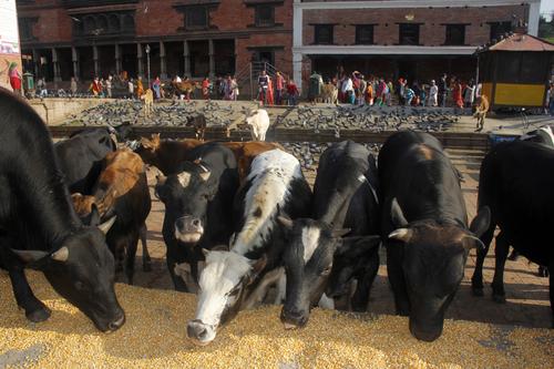 A herd of bulls is being fed corn in Pashupati on Saturday.