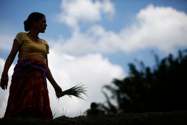 A farmer gets ready to plant rice saplings on the occassion of paddy plantation day in Nalinchok on Thursday.