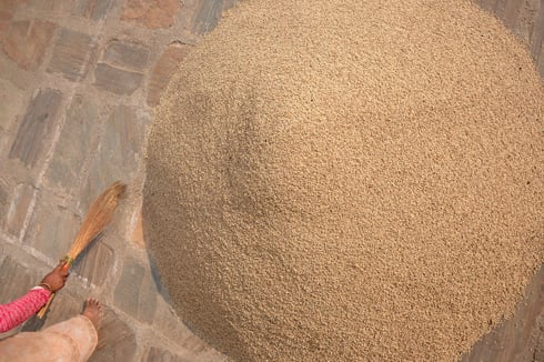 PILE OF GOLD: A woman carefully gathers rice grains after manually threshing her new harvest at Bhaktapur.