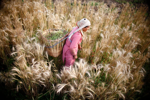 A farmer in Dhapakhel removes weeds from her wheat field on Saturday.