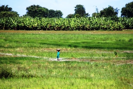 EVERGREEN: A woman from Kanchanpur in Siraha district heads off to work in the fields.