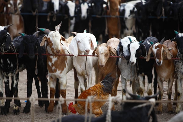 Goats line up inside the Khasi Bazar at Kalanki on Thursday. The goats have been brought to the valley for Dasain.