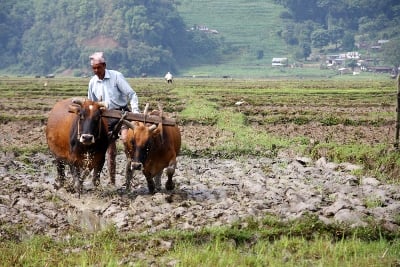 FERTIL SOIL: A farmer ploughs the muddy field with bulls after a night of heavy showers in Pame, Pokhara on Sunday morning.
