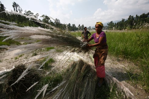 WEATHERPROOF: A woman harvests bundles of siru to thatch the roof of her barn in Surkhet on Thursday.