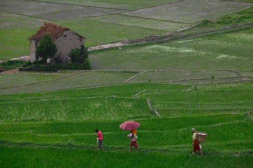 Farmers return home from their fields in Khokana on Wednesday.