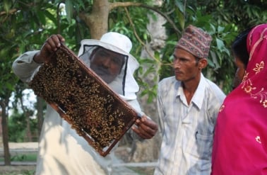 HONEY HONEY: An employee at a bee farm in Masuriya village, Kailali, shows visitors the process of gathering honey on Wednesday.