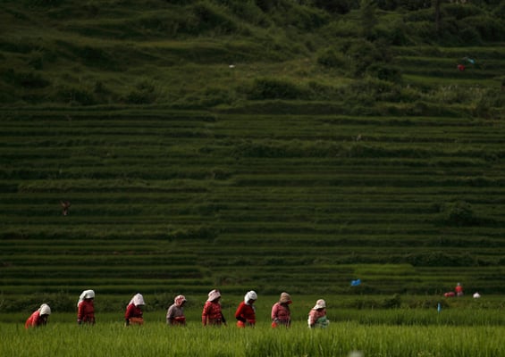 Women weed a paddy field in Khokana, on the outskirts of Lalitpur on Monday.