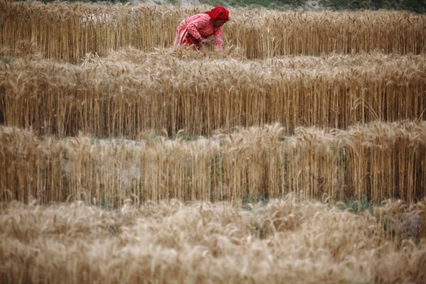 A farmer harvests wheat in Nala, Kavrepalanchok on Tuesday.