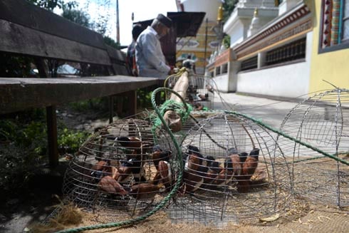 CHIRP CHIRP: Captured birds on sale at Swayambhunath on Wednesday.