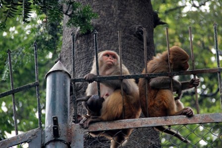 GRIEVING: A monkey holds on to her dead baby near Pashupati on Monday afternoon.