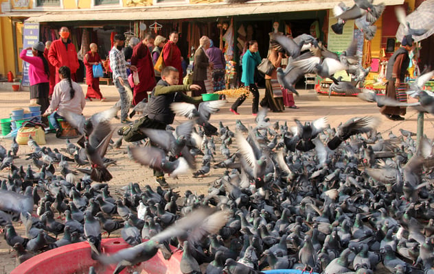 BOUDHANATH BRUNCH: A child feeding pigeons in Boudhanath on Sunday.