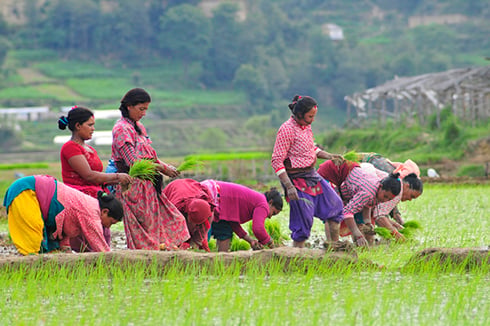 Farmers plant paddy saplings in Lele, Patan on Friday.