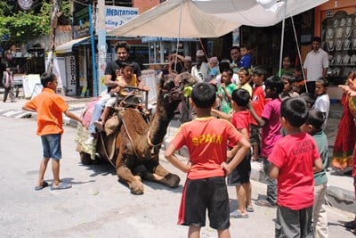 CURIOUS BUNCH: A group of kids gather around a camel that is ready to take off in Lakeside, Pokhara.