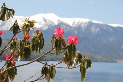 NATIONAL PRIDE: Rhododendron flowers bloom this time of the year near Rara Lake in Mugu.