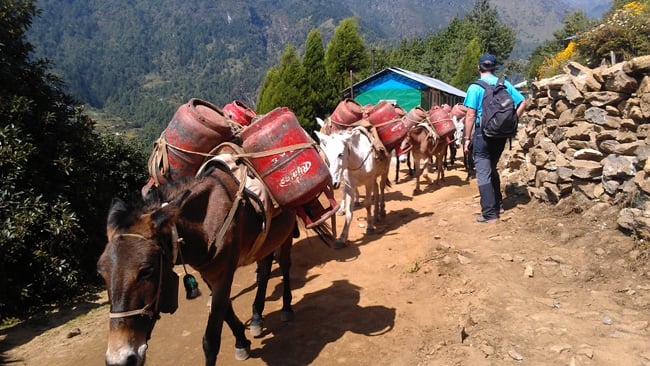 Donkeys laden with empty LPG cylinders make their way up down to Lukla earlier this week. Although trekking traffic is down from normal levels this season, there are still a substantial number of tourists on the Everest trail.