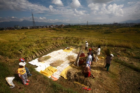 FIELDS OF GOLD: Farmers in Kirtipur harvest paddy on Sunday morning.