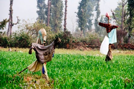 STAY OFF: Scarecrows seen in a farm at Hadikhola, Makwanpur.
