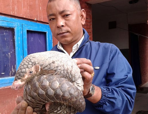 A local man with a pangolin found in Sallaghari, Bhaktapur on Monday. The mammal was later released in the nearby woods.