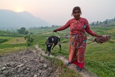 GOING FOR A RIDE: A woman leads her cow up the trail back to her home as the sun sets in Khokana on Saturday.