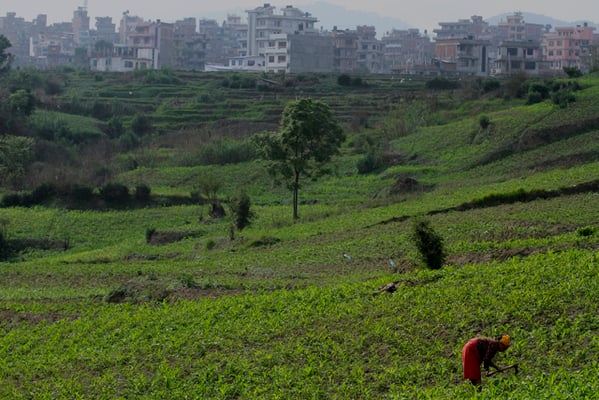 A woman tends to her corn field in Kritipur on Sunday.