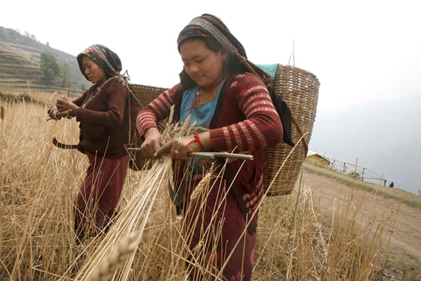 Women harvest wheat in Barpak, Gorkha on Saturday. Barpak was the epicentre of the 7. 8 magnitude earthquake that struck central Nepal nearly a year ago.