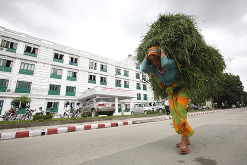 ANIMAL FOOD: A woman carries a bundle of grass back to her home from Singha Darbar on Monday.