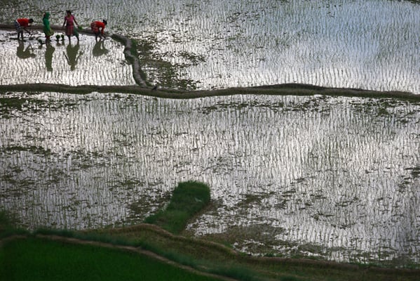 Farmers plant rice saplings in a paddy field in Dhapakhel on Wednesday. Meteorologists have forecast a normal monsoon bringing hope for good paddy production.