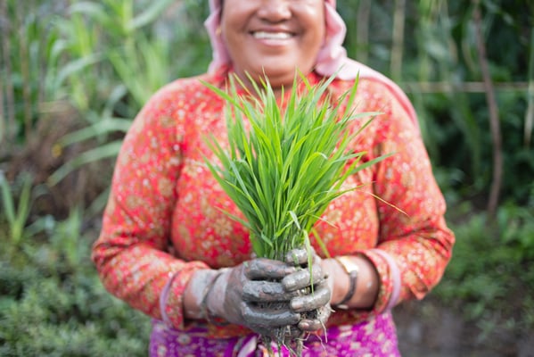 A farmer from Bhaktapur beams with pride as she shows off her rice saplings. After much delay, the monsoon season is finally upon the Kathmandu Valley.