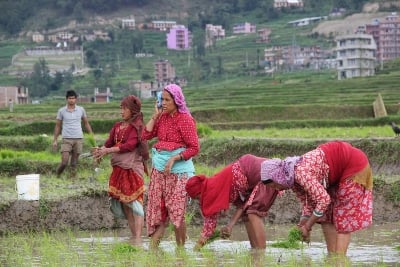 GOT A CALL: A farmer talks on her phone while working in the fields in Budol, Kavre on Sunday.