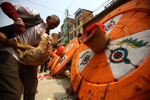 A priest carries a sheep for sacrifice near the Rato Machindranath chariot at Lalitpur on Thursday.