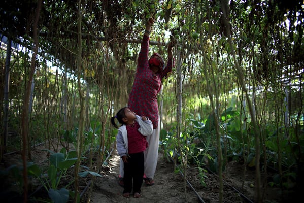 Shova Ale, 21 with her 4-year-old daughter Anisha from Dhading picks tomatoes at a farm in Lubu on Wednesday. Tomato can be grown between 10 to 30 degree celsius and through-out the year in frost free areas.